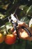 111960 nky zahradn profesionln P90 Fiskars