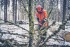 Husqvarna 560 XP Mark II benznov etzov pila