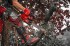 Milwaukee M18 FTHCHS30-802 aku etzov pila 30 cm, 2x 8,0 Ah + nabjeka M12-18 FC, 4933499221