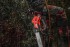 Milwaukee M18 FTHCHS30-802 aku etzov pila 30 cm, 2x 8,0 Ah + nabjeka M12-18 FC, 4933499221