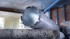 Bosch 2608601802 PRO Core Cutter Wet 300450 mm UNC 5/4“ diamantov vrtac korunka pro vrtn za mokra